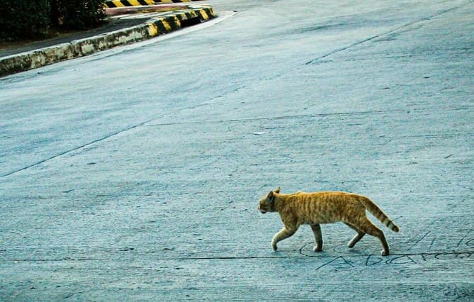 SÉRIE « DROIT ET ANIMAUX DE LA RUE » (3). Animaux en divagation : une responsabilité partagée